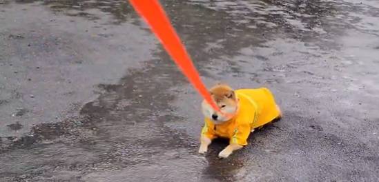 柴犬式任性有多固執？穿雨衣下秒做「1行為」　飼主淋成落湯雞網笑翻