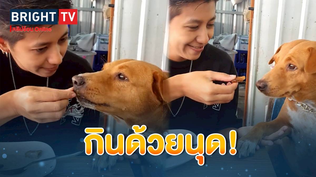 ลาภปากเลยเจ้าตูบ! ทาสหมาเป็นเหมือนกันหมด เจอสายตาออดอ้อนไม่ได้ ใจบางต้องให้หมูกินตลอด | BRIGHTTV.CO.TH | LINE TODAY