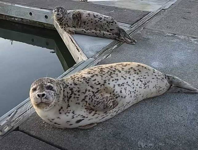 男子遇到海獅群，卻覺得牠們很臭。（圖／翻攝自臉書）