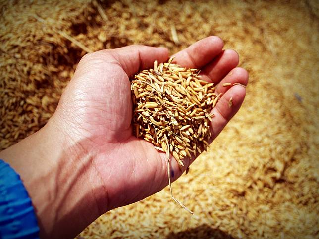 印度限制稻米出口，恐將助長糧食通脹。(示意圖 / 翻攝自Pexels.com)