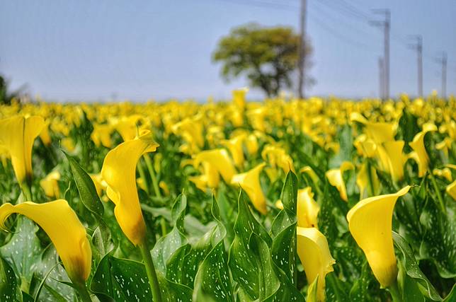 臺中外埔美麗的黃色海芋花海（圖片提供／臺中市觀旅局）