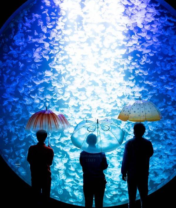 加茂水族館的「水母夢想劇場」能欣賞2,000多隻海月水母漂浮。  
