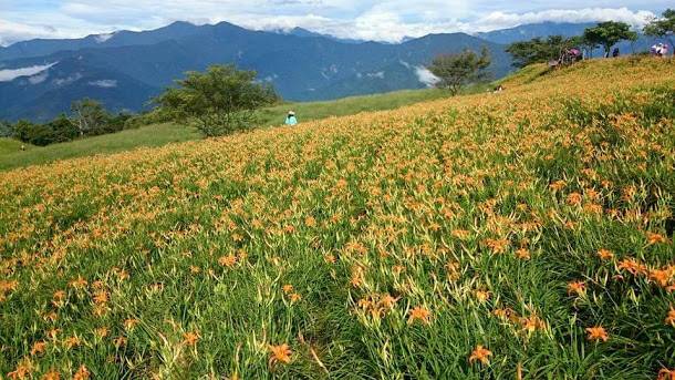  花蓮六十石山目前花況，可看見滿山金黃花海搖曳，與遼闊花東縱谷相互輝映，快來趟花蓮小旅行吧！   圖：吉星照／提供 