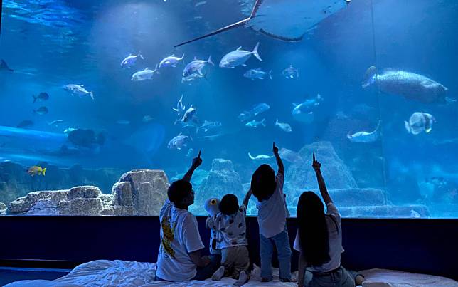 海洋公園活動！跟魚兒一起進入夢鄉，與海獅、海豚零距離的互動！