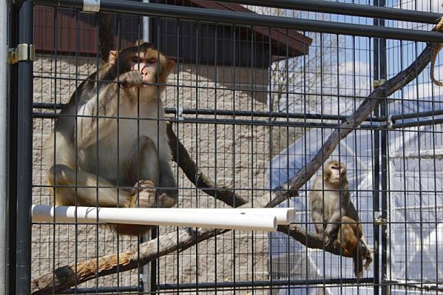 日本沖繩一動物園昨驚傳猴子集體脫籠逃跑事件，原因竟是飼育員忘了把鑰匙收起來，猴子開鎖「逃獄」成功。示意圖，非逃亡當事猴。(美聯社)