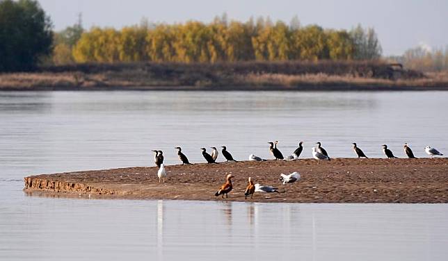 Migratory birds are pictured at a section of the Yellow River in northwest China's Ningxia Hui Autonomous Region, Nov. 16, 2024. (Xinhua/Wang Peng)