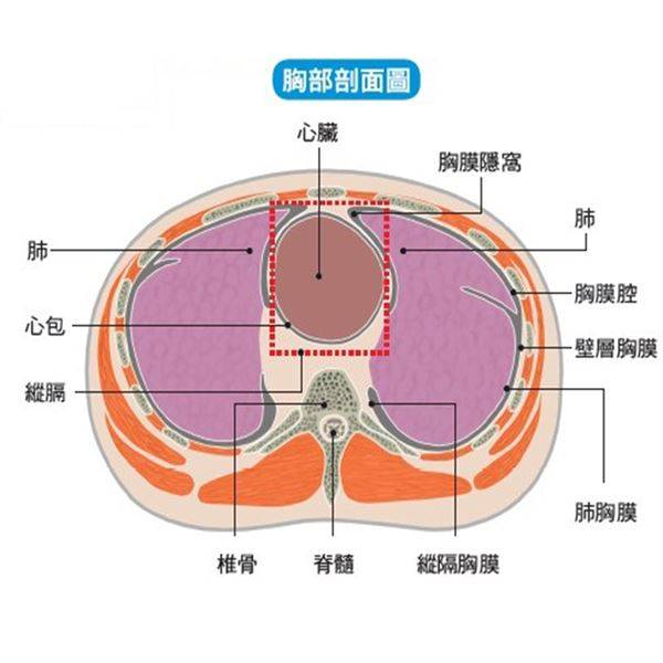 為何會罹患肺癌？兩邊肺葉一樣大嗎？肺部剖面圖、CT影像一次看懂