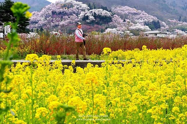 [รีวิว] Hanamiyama Park หุบเขาดอกไม้ แห่งจังหวัด Fukushima ญี่ปุ่น