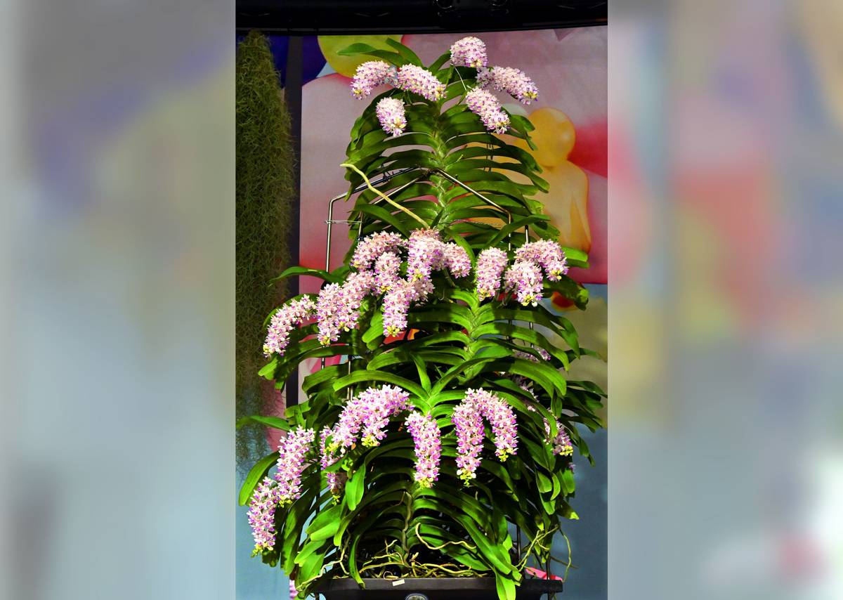 2024台灣國際蘭展總冠軍「狐狸尾蘭」神美擊敗上千株實至名歸| 鏡新聞| LINE TODAY