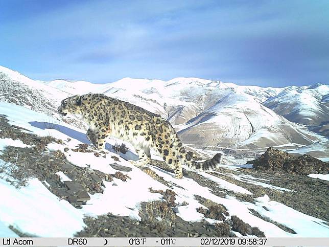 This file photo taken by an infrared camera shows a snow leopard in the Mount Qomolangma reserve area in southwest China's Xizang Autonomous Region. (Qomolangma Snow Leopard Protection Center/Handout via Xinhua)