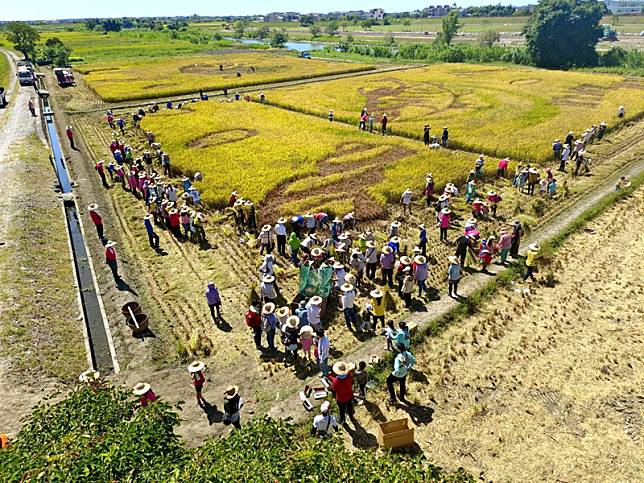 壯圍地景 壯圍彩繪稻田300位民眾來割稻!