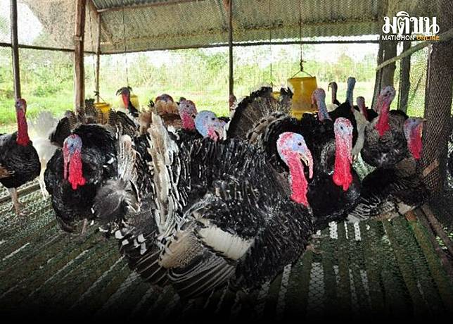 คนเลี้ยงไก่งวงปลื้ม กรมปศุสัตว์ ช่วยเชื่อมผู้รับซื้อ แก้ปัญหาตลาดอย่าง ...