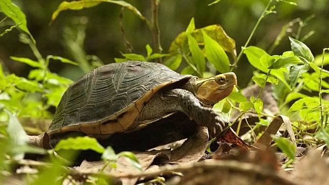 林業署宜蘭分署進行食蛇龜生態給付。（宜蘭分署提供）
