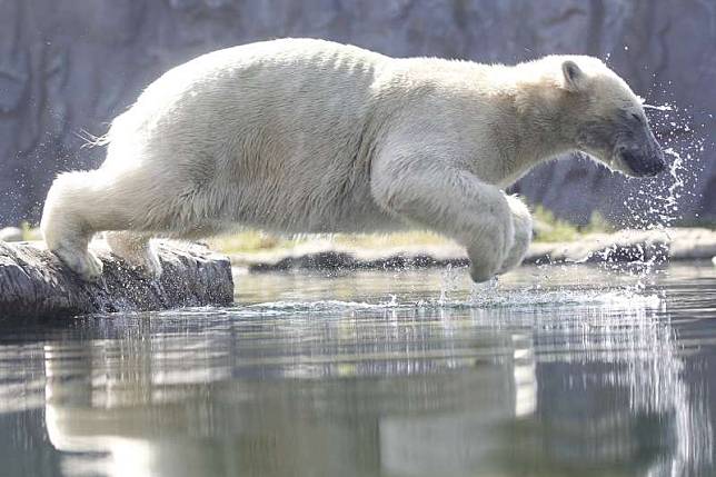 德國蓋爾森基興（Gelsenkirchen）動物園的北極熊跳進水池消暑。（美聯社）
