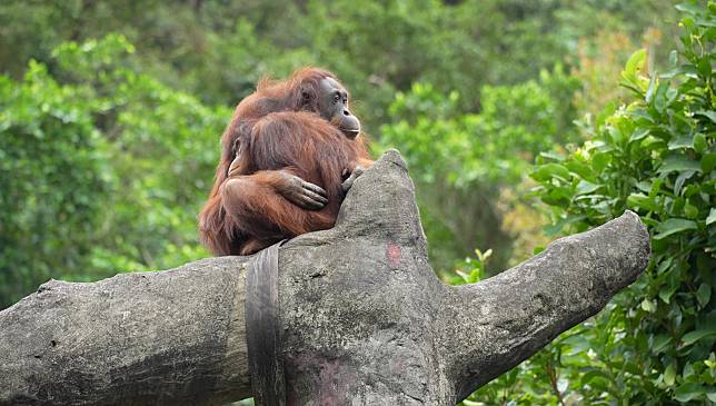 寒流來襲，動物園的紅毛猩猩互抱取暖抵抗低溫。(北市動物園提供)