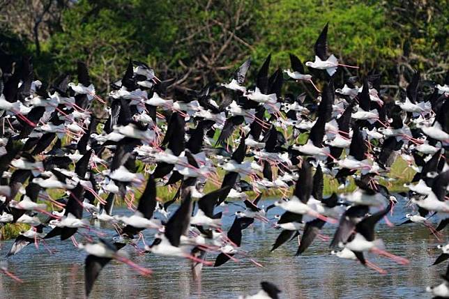 春天水鳥季來了、新竹市金城湖上千隻高蹺鴴飛舞好壯觀。(市府提供)