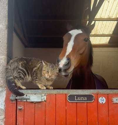 馬淪貓奴。（圖／翻攝自臉書）