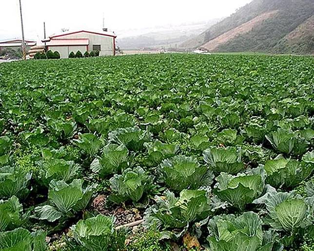 宜蘭大同鄉南山部落的小7，對面是整片的高麗菜園景緻優美。（圖：民眾提供）