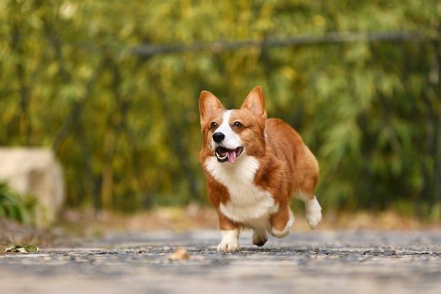 柯基犬的小短腿和可愛的翹臀總能吸引人注意，但牠們也容易發胖需要主人常常帶出門運動 (示意圖/Pixabay)