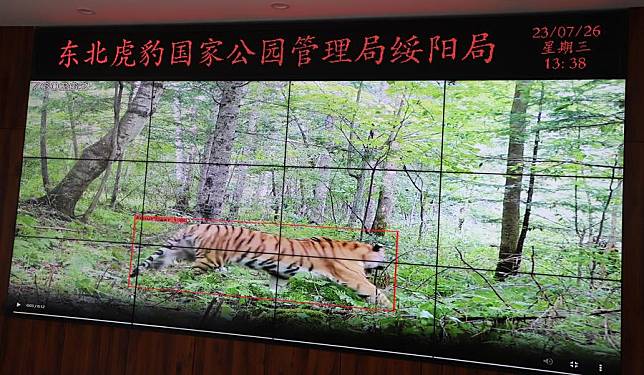 This screen image captured on July 26, 2023 at the Suiyang bureau branch of park administration of the Northeast China Tiger and Leopard National Park in northeast China's Heilongjiang Province shows a wild Siberian tiger traced by an infrared camera. (Xinhua/Dai Jinrong)