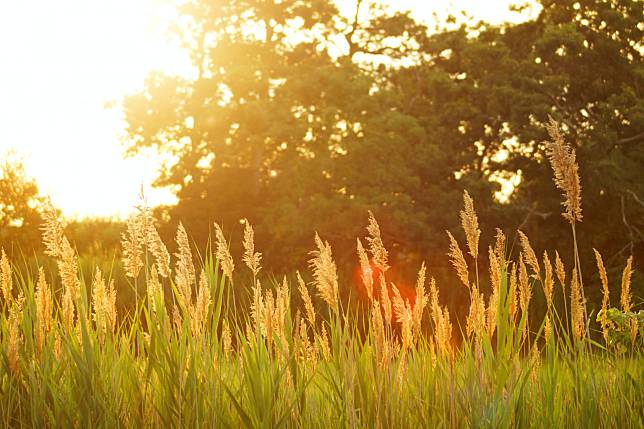 今天開始正式進入立夏時節。(Photo by Dakota Roos on Unsplash)