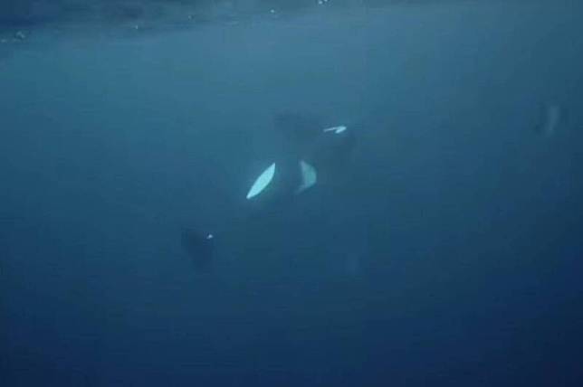 虎鯨「Hunchy」走向了生命盡頭，開始緩緩下沉消失在深海之中。(圖擷自Pierre, the Orca Whisperer臉書)