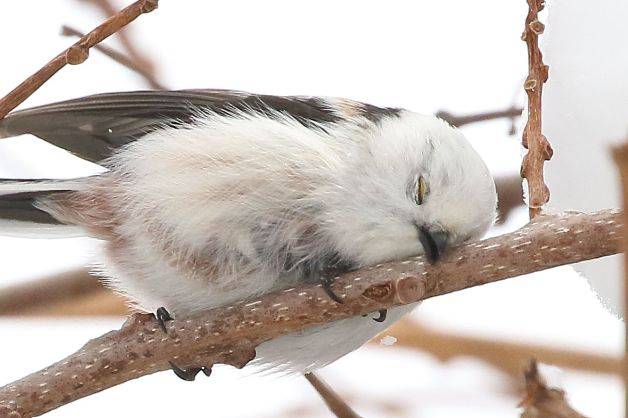推主拍攝到銀喉長尾山雀在樹上打瞌睡的樣子。（圖／Twitter：daily_simaenaga）