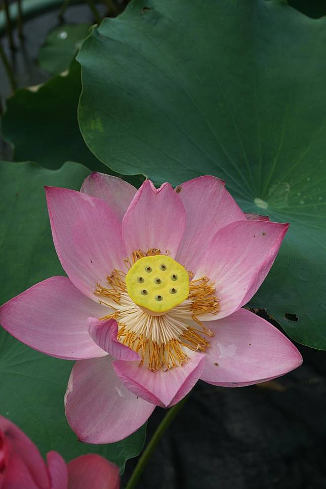 This photo taken on June 1, 2024 shows the blossom of a millennium-old lotus seed at the Nanning botanical garden in Nanning, south China's Guangxi Zhuang Autonomous Region. (Xinhua)