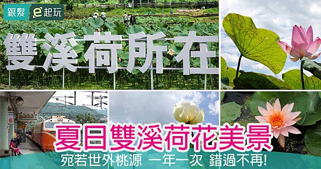 敬老卡坐捷運｜雙溪上林荷花園：絕美荷花恣意綻放，花間同遊賞荷正是時候！