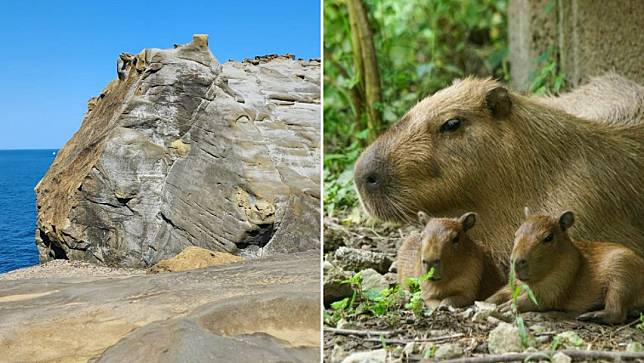 象鼻岩斷鼻後，被網友發現像是水豚岩。翻攝「基隆人日常」臉書、台北市動立動物提供