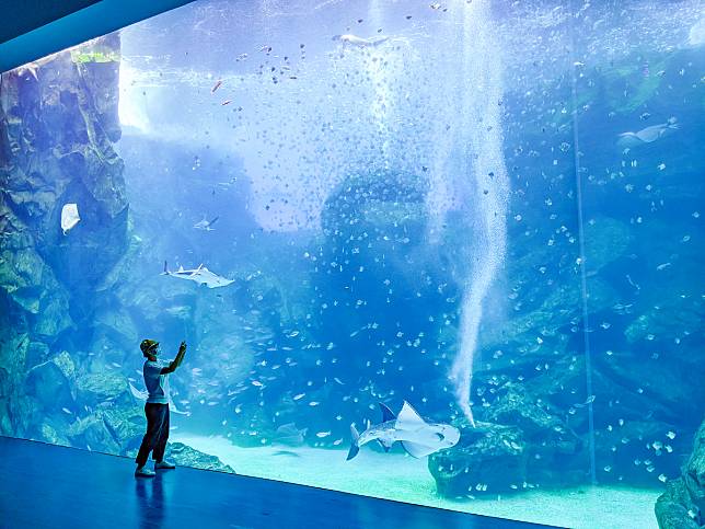 Xpark水族館遭控訴未盡善待生物責任，今天（15）發表聲明澄清。   圖：謝佳真／攝