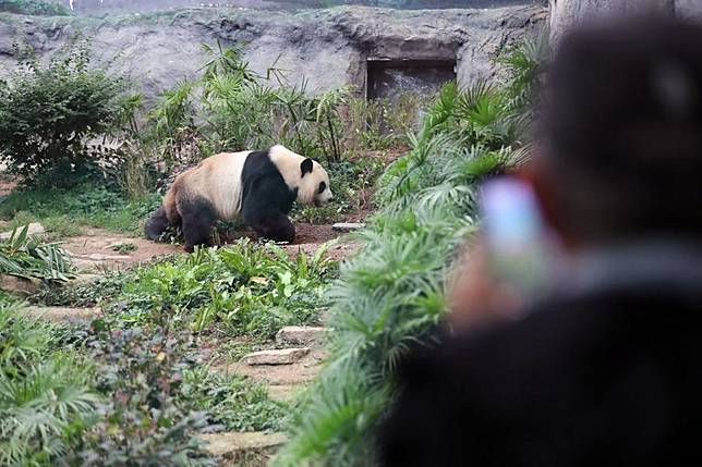 A tourist takes photos of giant panda Jianjian in Macao, south China, Nov. 20, 2024. (Xinhua/Wang Yiliang)