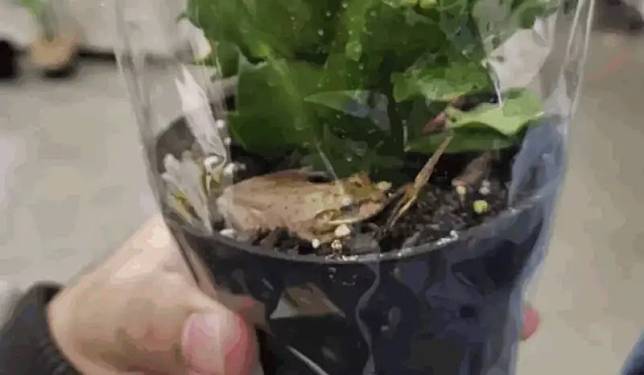 ▲國外一名男子庫馬爾在逛IKEA時，意外在盆栽發現了一隻真的青蛙。（圖/PARTH KUMAR/The Dodo）