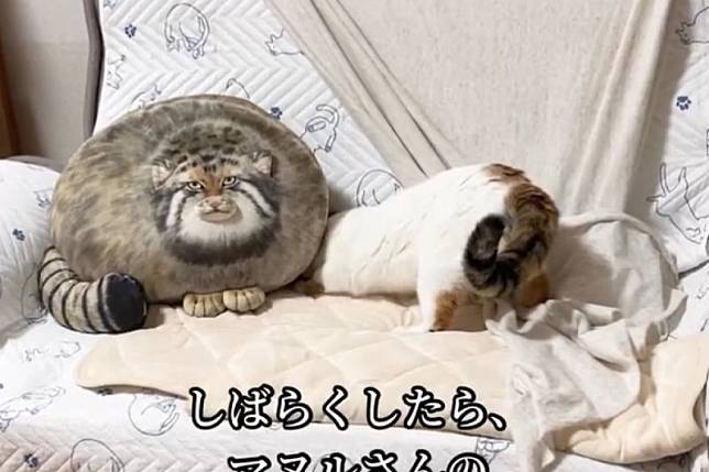 飼主買了一隻兔猻玩偶坐鎮沙發，貓端坐對視好緊張：「你是誰？」。（圖／Instagram：kofuku.___）