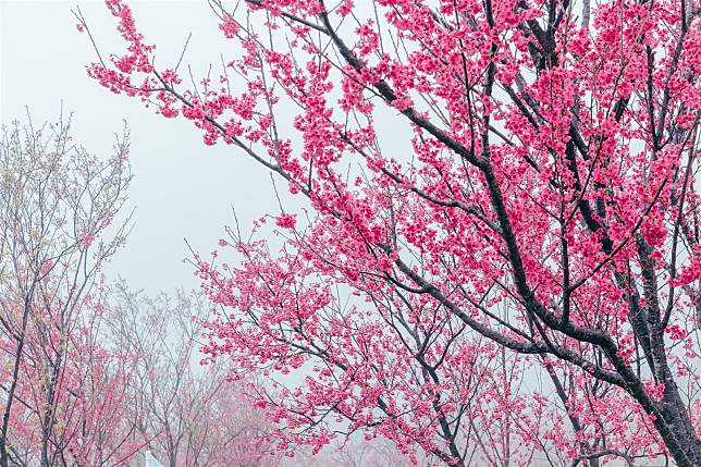 陽明公園櫻花溪流區山櫻。（臺北市政府提供）