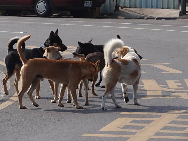 流浪犬竄出致單車騎士遭轎車撞死，開車者無肇責，餵狗的劉姓男子被訴。示意圖。圖／本報資料照片