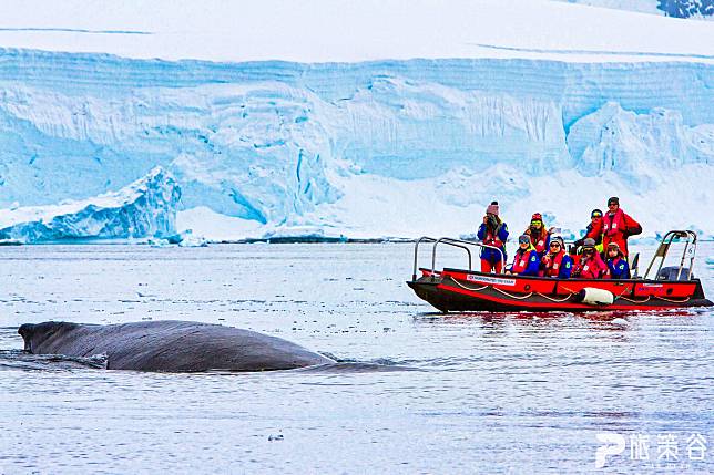 威爾米納灣也有鯨魚灣的美譽，海灣内不時能見到座頭鯨