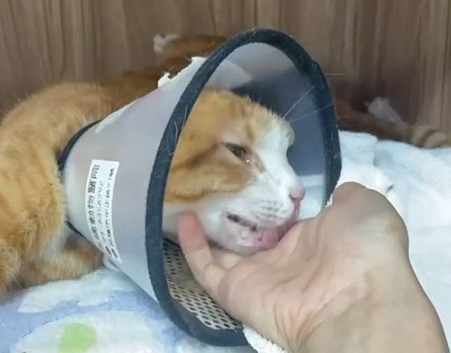 康老師愛貓「貓咪」住院恢復中，動物醫院分享牠休養的影片。（翻攝自高橋動物醫院臉書）