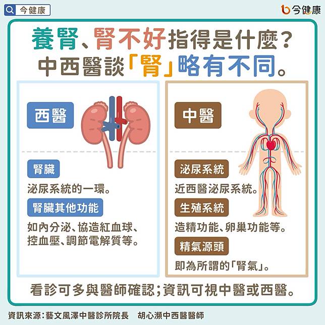 #胡心瀕 #腎 #腎臟 #養腎 #腎臟病 #腎虧 #腎虛