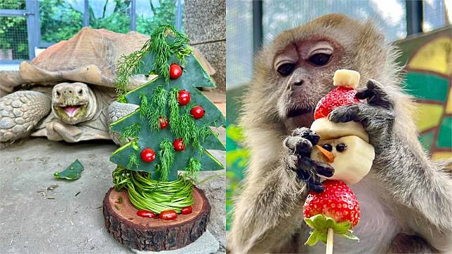 壽山動物園的動物們過耶誕節。圖／翻攝自FB@Shou Shan Zoo 壽山動物園