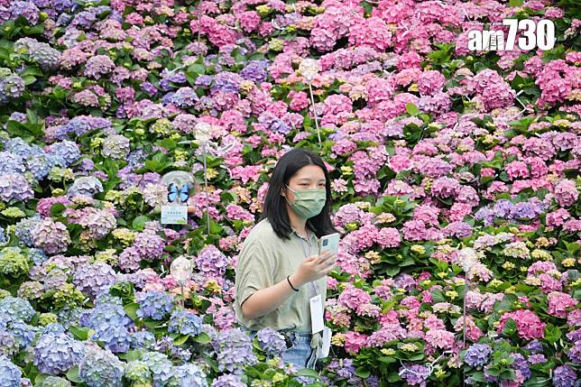 香港今年初恢復與內地通關，但當時3月中在維園舉行的香港花展仍然只展出花卉。