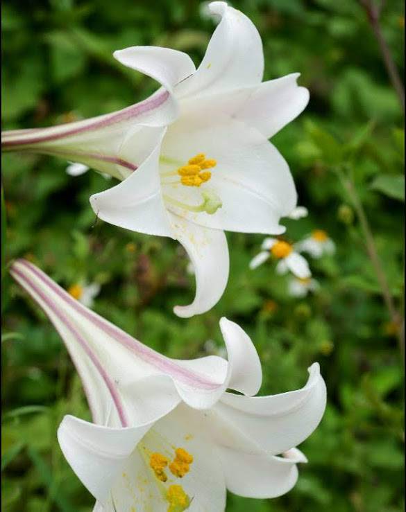 圖片提供 / 桃園市政府農業局