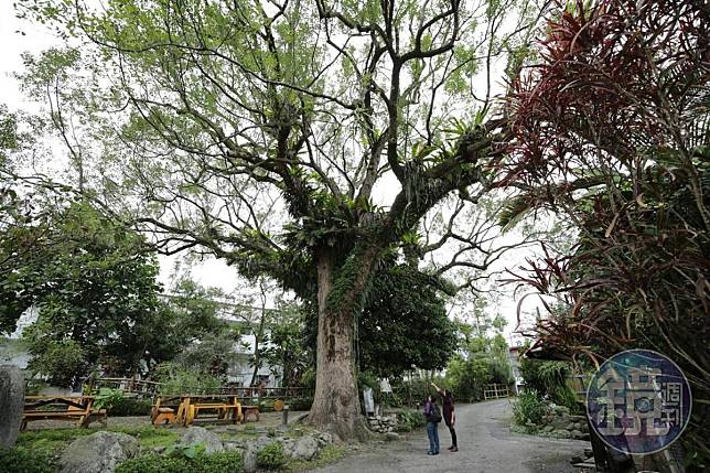 百年老樟樹的樹形優雅，獨樹一格。