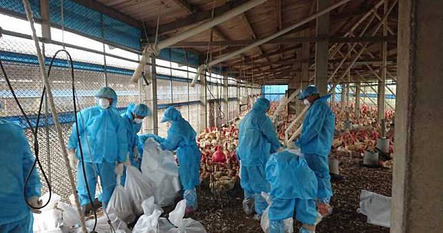 全球首例！人類感染H5N8禽流感病毒　不排除人傳人可能