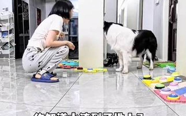 廚房淹水怎麼通知主人？　邊牧「秀智力」的時間到了