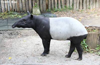 台北市立動物園熱雨區的馬來貘爸爸「貘克」18日下午過世。(台北市立動物園提供)