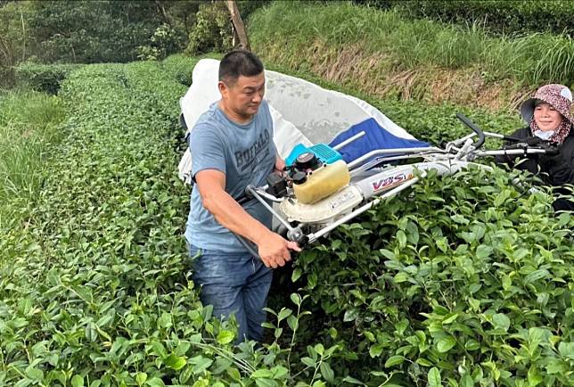 北部地區農糧組唯一 新北茶農科技管理獲全國模範農民