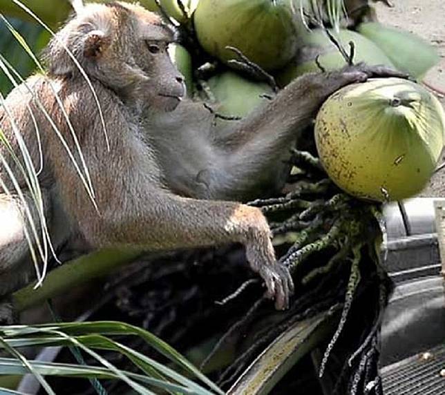 ลิงเก็บมะพร้าว