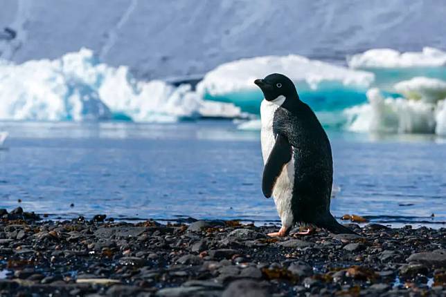 ▲澳洲聯邦大學（Federation University Australia）的研究團隊，3月在南極進行科學考察，發現了至少532隻死亡的阿德利企鵝（Adelie penguins），還有數千隻企鵝也被認為已經喪命。（圖／美聯社／達志影像）