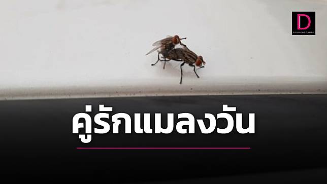 พวกเธอ มาทำอะไรบนรถฉัน ?  “แมลงวัน” โผล่พลอดรักบนหลังคารถ